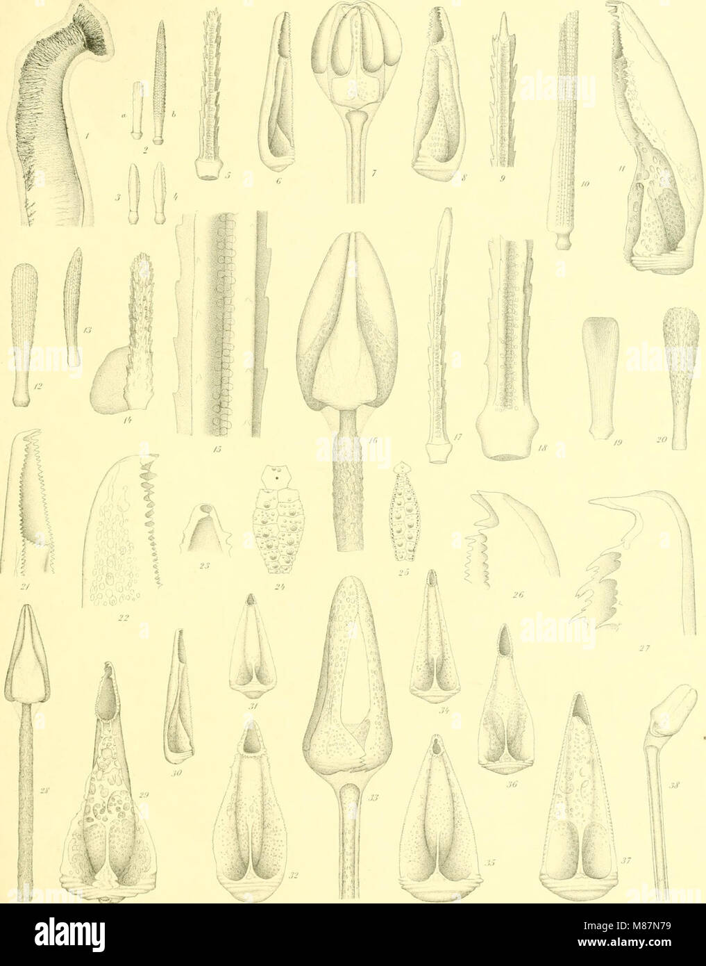 Eine Arbeit von 1903 über Echinoidea, die Klasse der wirbellosen Meerestiere, die Seeigel, Sanddollar und Seekekekse umfasst. Das Buch enthält eine detaillierte Klassifizierung, Anatomie und ökologische Rollen dieser Arten, die zur Erforschung der Meereslebewesen beitragen. Stockfoto