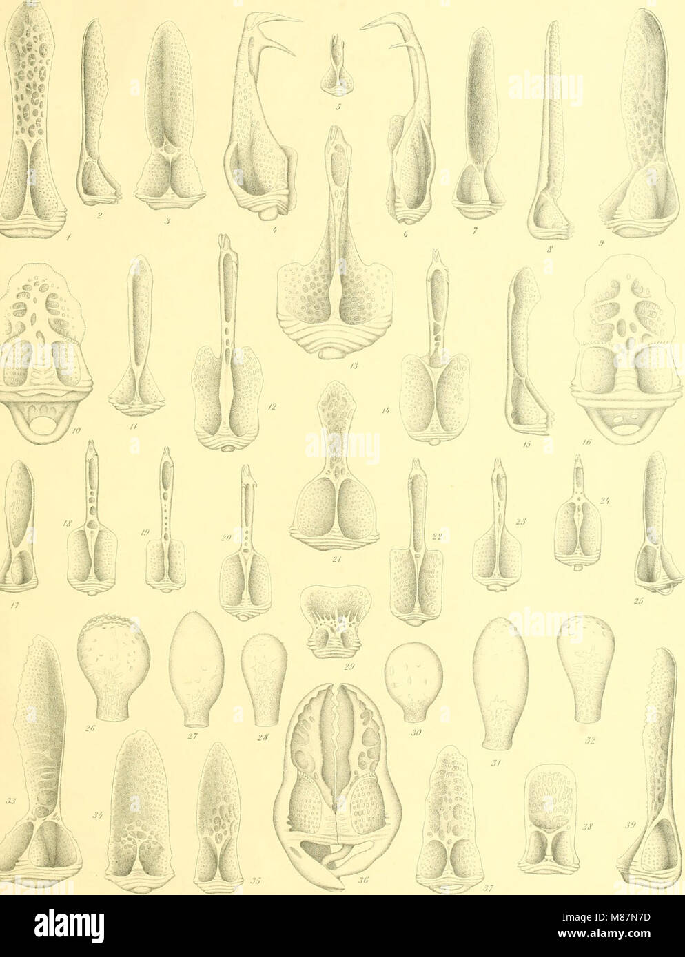 „Echinoidea“ (1903) ist eine wissenschaftliche Studie über die Klasse der wirbellosen Meerestiere, die als Echinoide bezeichnet werden und allgemein als Seeigel bezeichnet werden. Die Arbeit befasst sich mit ihrer Taxonomie, Biologie und ökologischen Rolle in Meeresumwelten und liefert detaillierte Klassifizierungen verschiedener Arten. Stockfoto