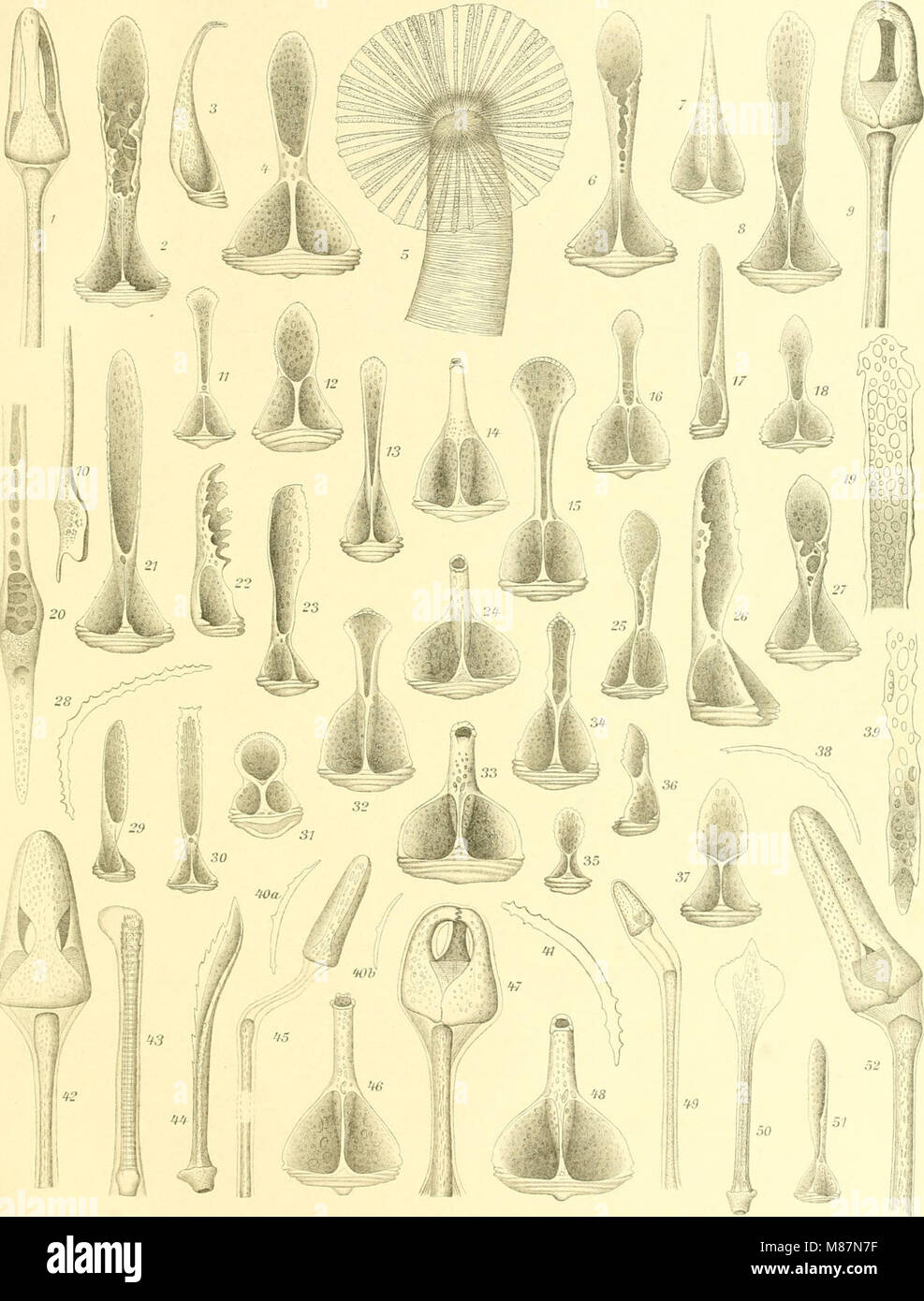 „Echinoidea“ (1903) ist eine wissenschaftliche Arbeit, die die Klassifizierung, Anatomie und das Verhalten von Echinoiden, einer Klasse von wirbellosen Meerestieren, detailliert beschreibt. Das Buch bietet detaillierte Studien zu ihrer Spezies, Anatomie und ökologischen Rolle in Meeresumwelt. Stockfoto