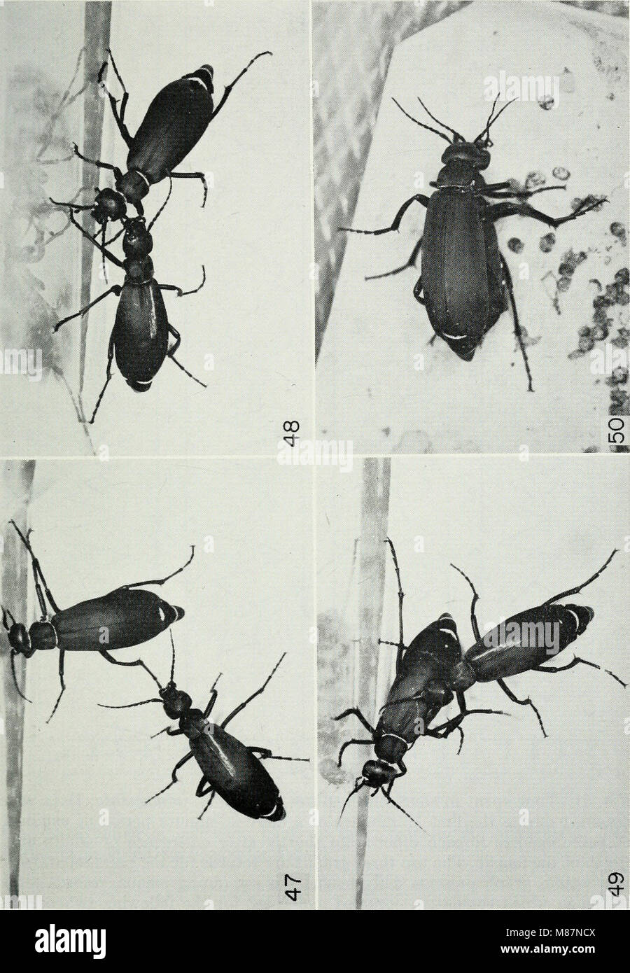 Ökologie, Verhalten, und nach Anatomie der Albida Gruppe der Gattung