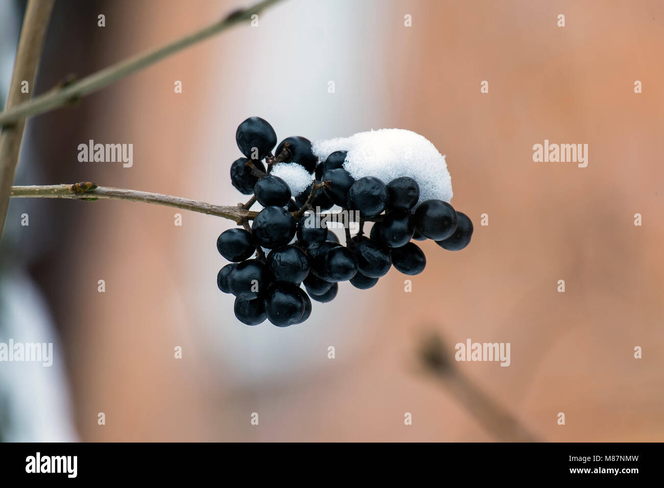 Schwarze Beeren wilde Schulze bedeckt mit Schnee (Ligustrum vulgare) Stockfoto