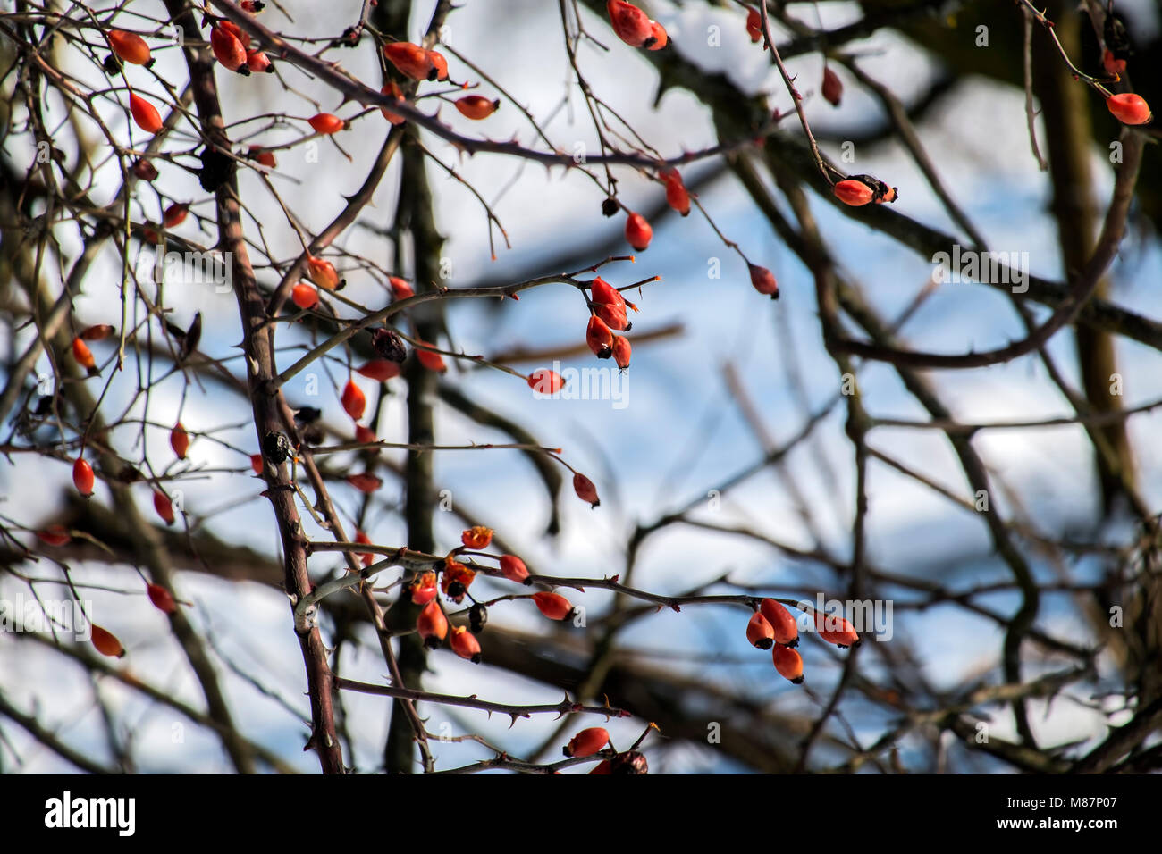 Stacheliges Dickicht der wilden Hagebutte im Winter (Rosa rubiginosa) Stockfoto