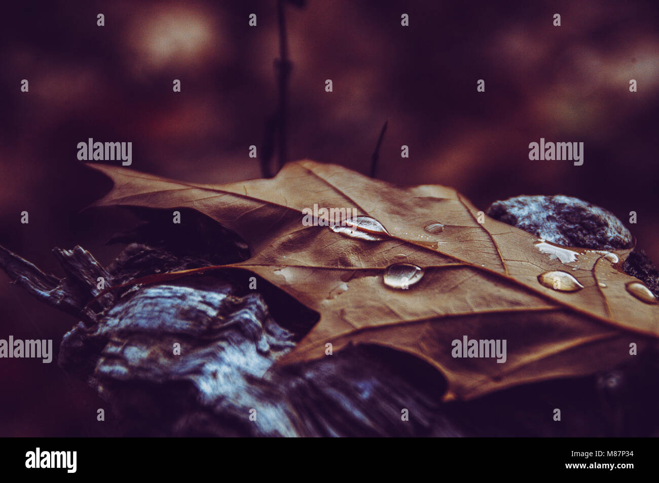 Herbst Blatt Stockfoto