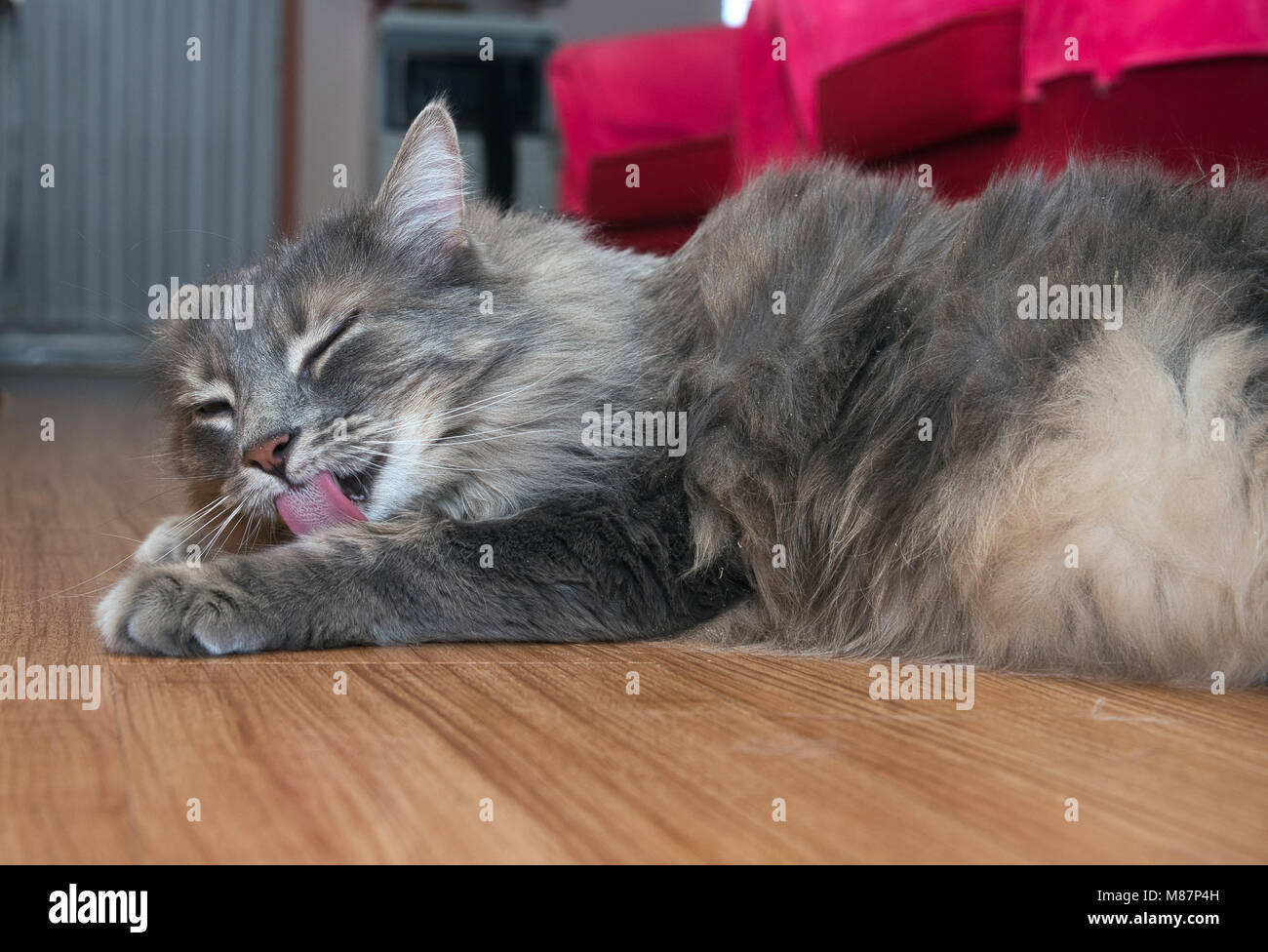 Montreal, Kanada, 15, März, 2018. Nahaufnahme eines Hauses Katze selbst pflegen auf dem Boden. Credit: Mario Beauregard/Alamy leben Nachrichten Stockfoto