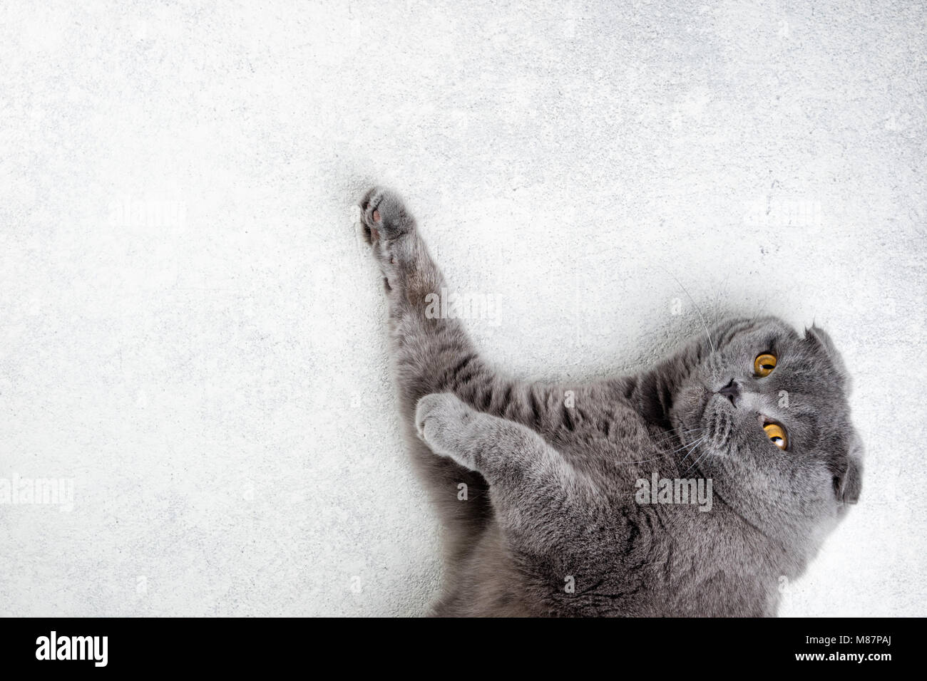 Cat Scottish Fold liegen auf weißem Hintergrund. Banner mit Cat. Kopieren Sie Raum, Ansicht von oben Stockfoto