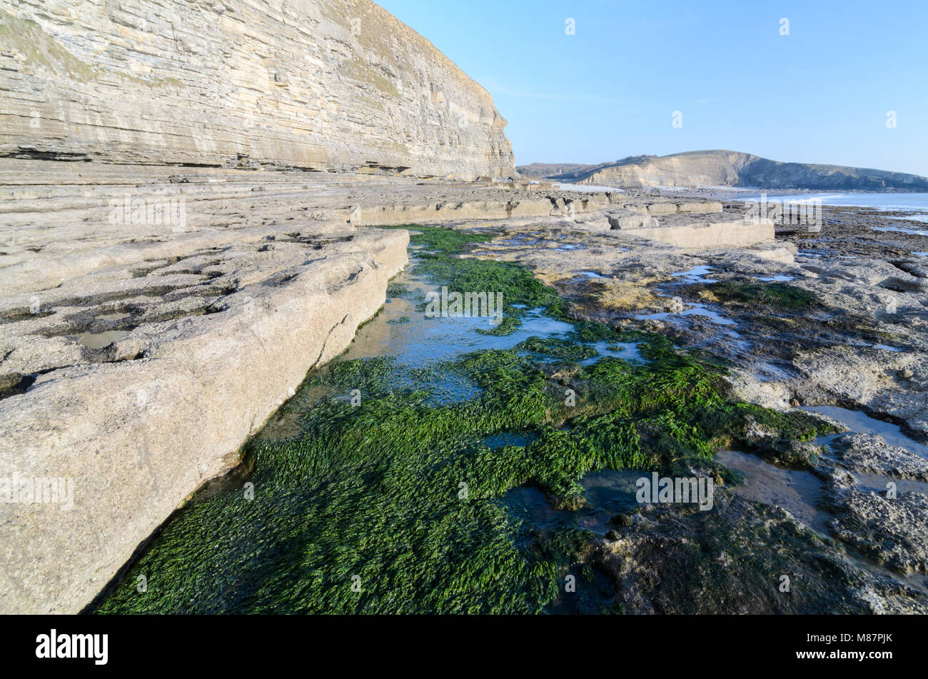 Algen im Gegensatz zu den felsigen Küstenlinie von Dunraven Bucht in Southerndown, South Wales Stockfoto