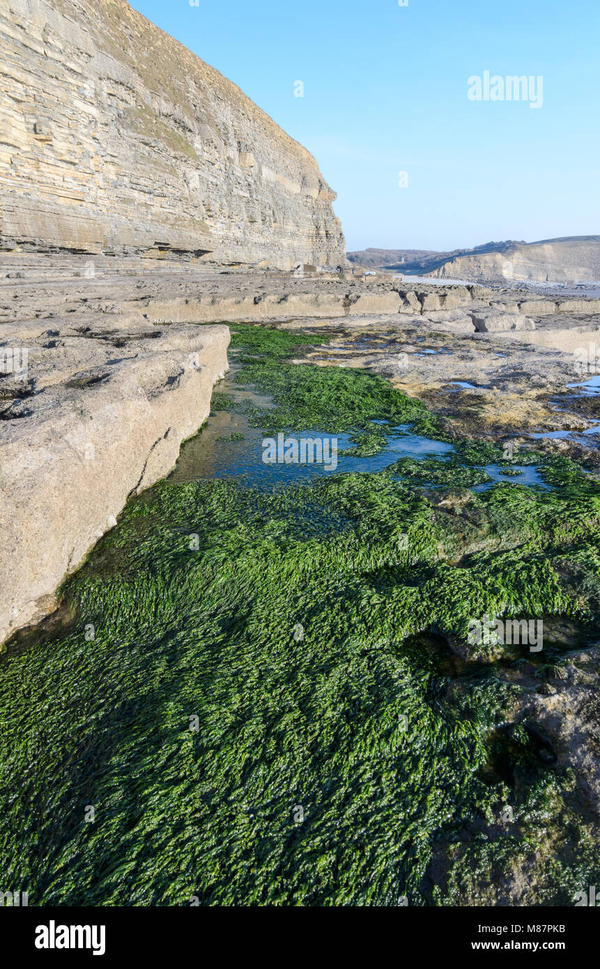 Algen im Gegensatz zu den felsigen Küstenlinie von Dunraven Bucht in Southerndown, South Wales Stockfoto