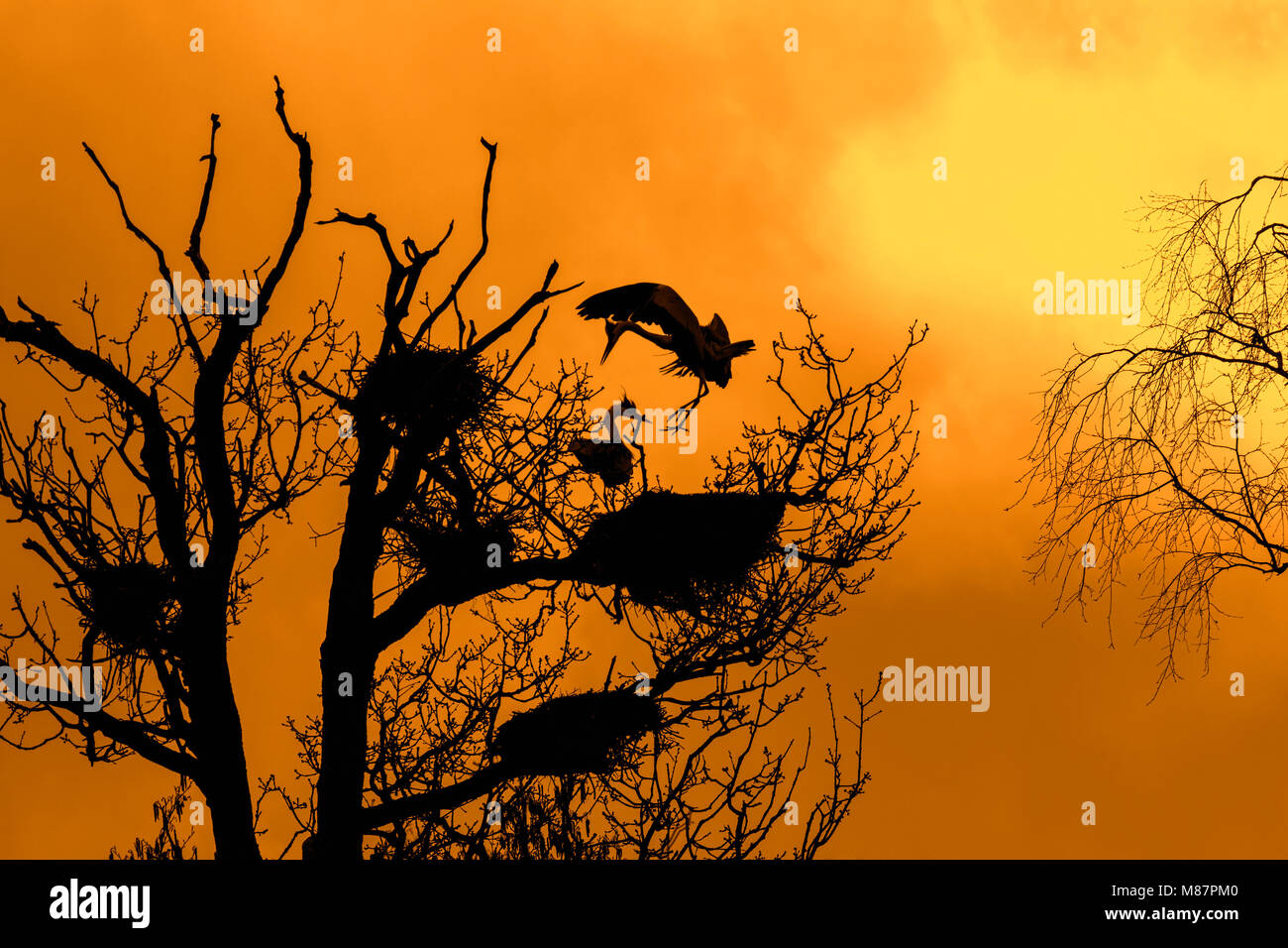 Graureiher (Ardea cinerea) Landung auf Nest in an heronry/Reiher rookery gegen orange Himmel bei Sonnenuntergang Silhouette im Frühjahr Stockfoto