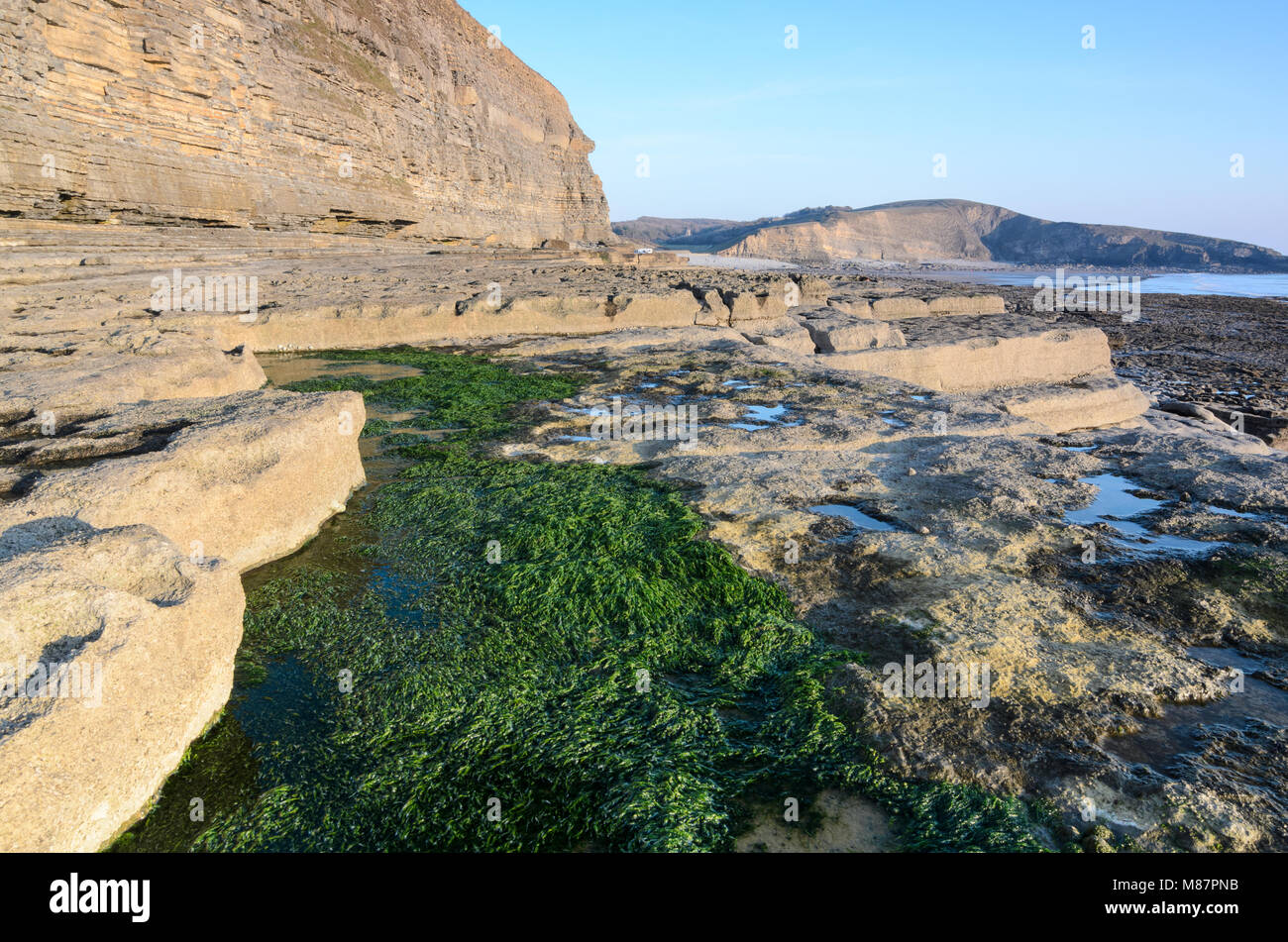 Algen im Gegensatz zu den felsigen Küstenlinie von Dunraven Bucht in Southerndown, South Wales Stockfoto