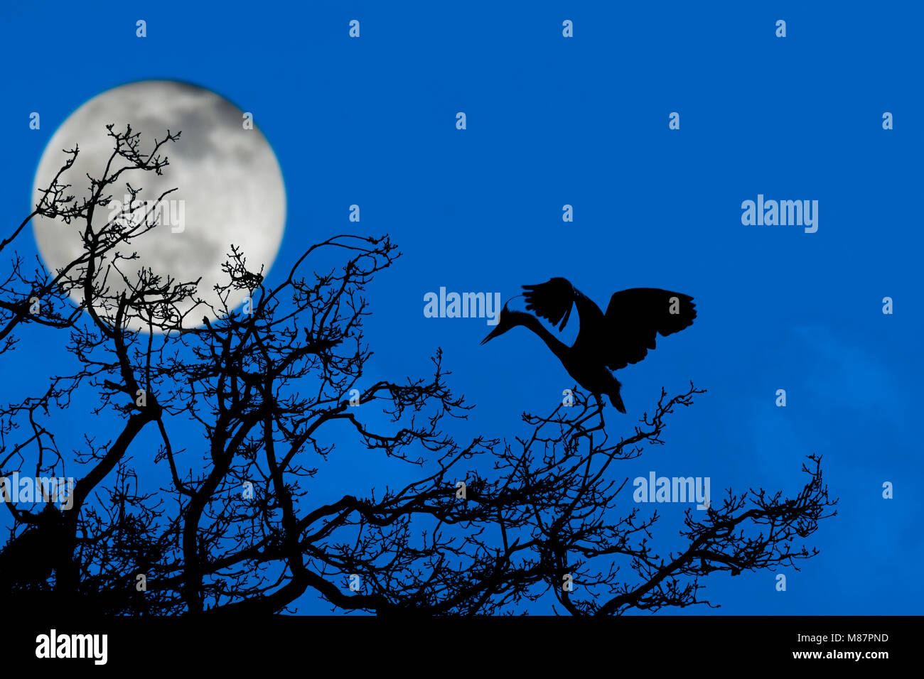 Graureiher (Ardea cinerea) Landung auf Nest in an heronry/Reiher rookery Silhouette in der Nacht bei Vollmond im Frühling Stockfoto