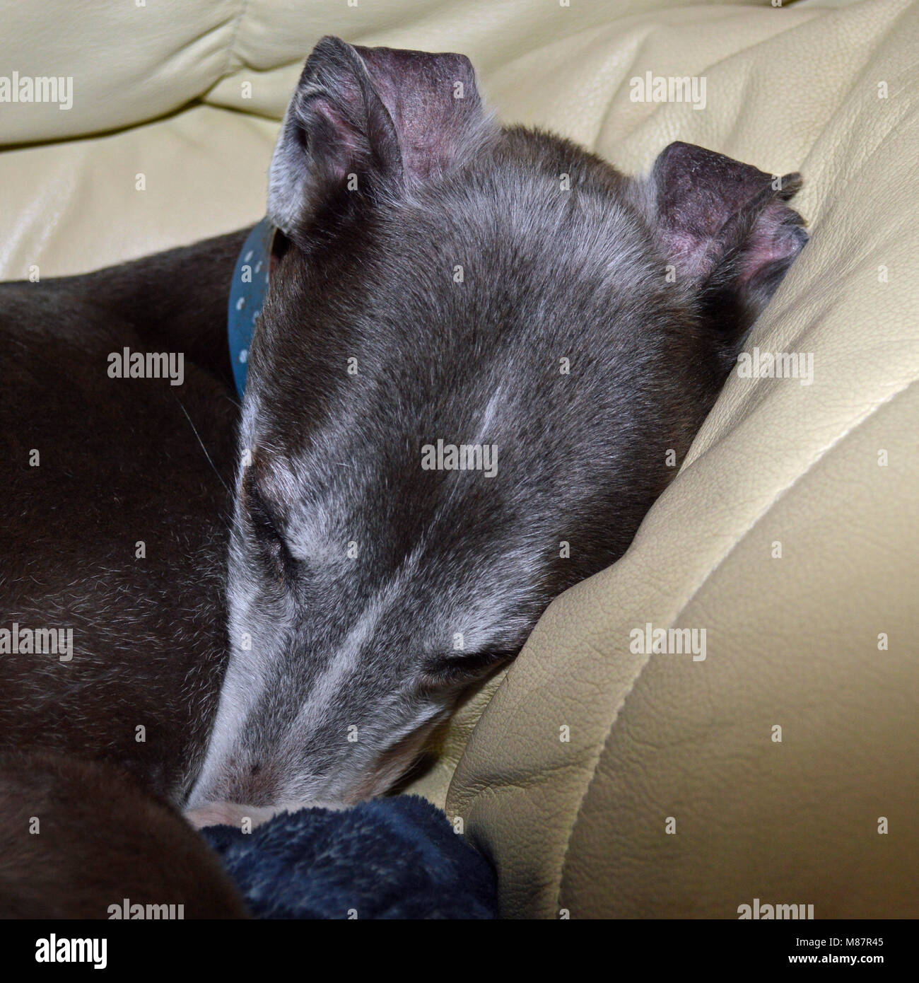 Müde Hund zusammengerollt in Stuhl mit Decke Stockfoto