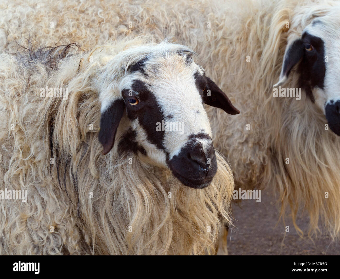 Mongolische Schaf ovis Aries Stockfoto