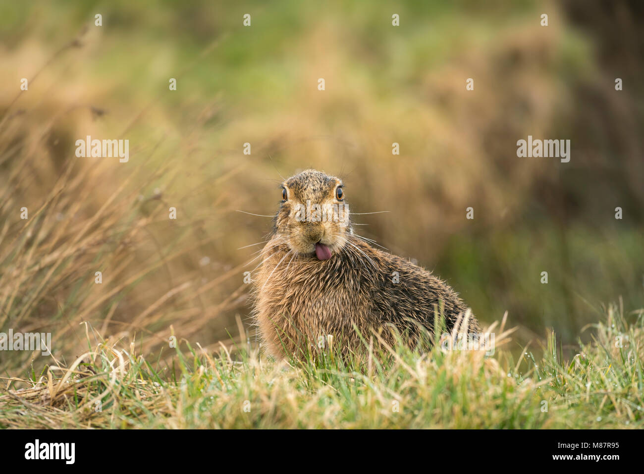 Europäische Feldhase, Lepus europaeus, Anfang März auf rauen Suffolk Weideland Stockfoto