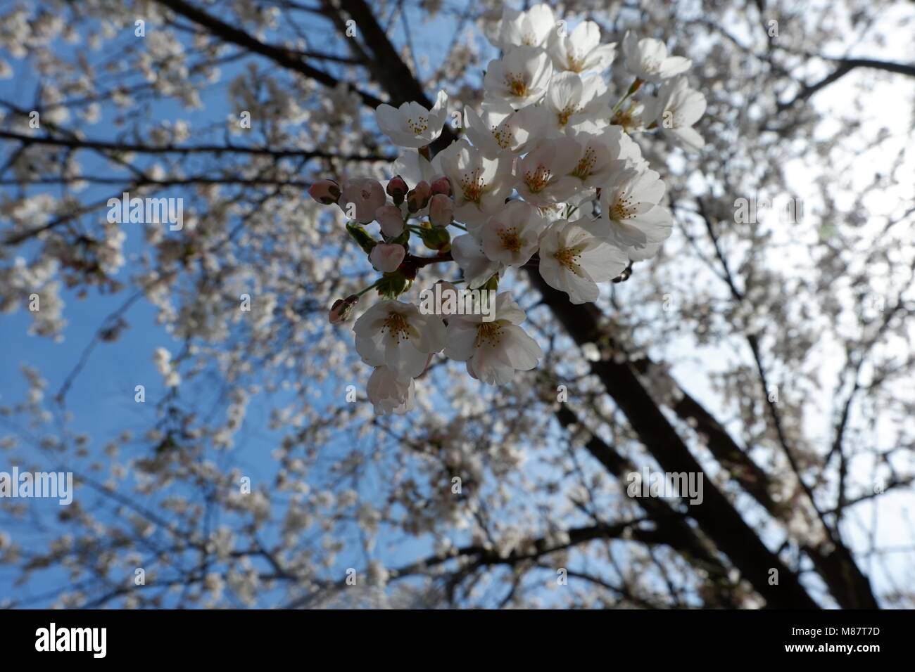 Cherry Blossom 3 Stockfoto