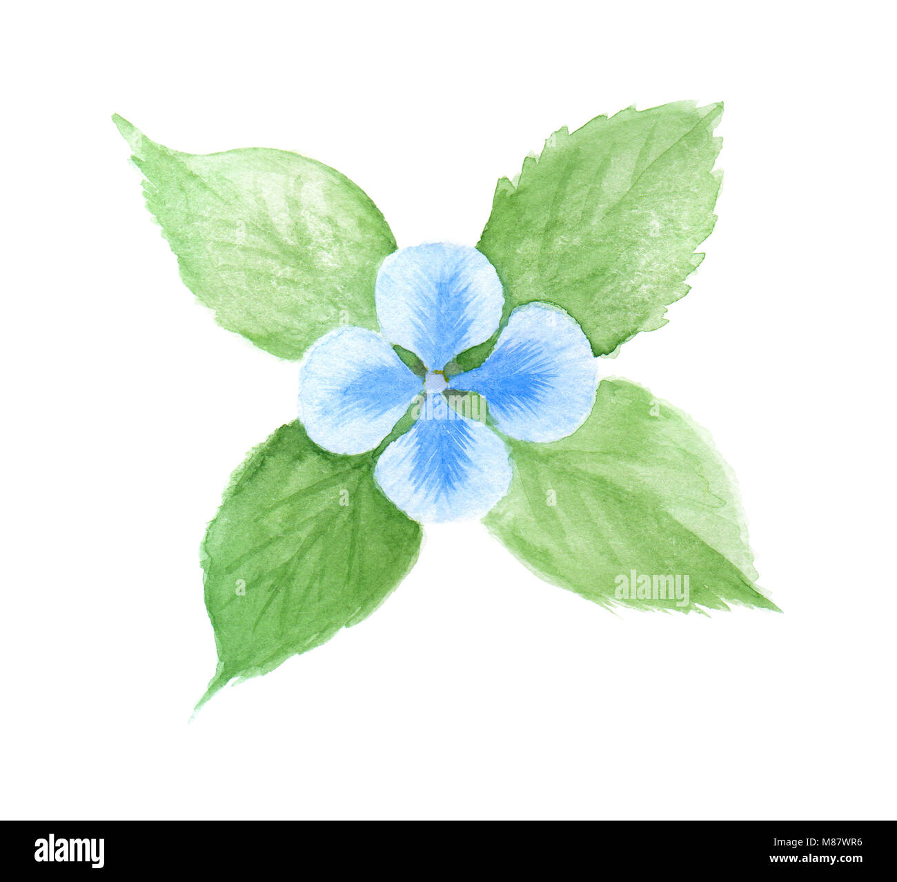 Aquarell Blau Leinen Blüte mit grünen Blättern. Hand gezeichnete Illustration, isoliert auf weißem Stockfoto