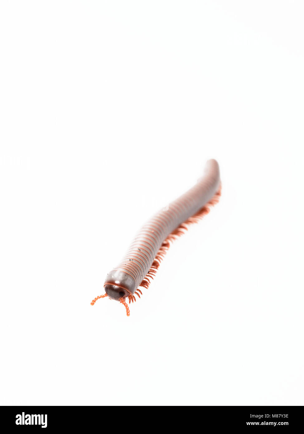 Tausendfüßer, Insekt mit langen Körper und viele Beine sehen aus wie Tausendfüßler, Wurm, oder mit dem Zug, die sehr langsam bewegen und die Spule in Spiralform auf weißem Hintergrund Stockfoto