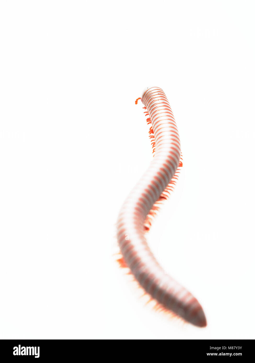 Tausendfüßer, Insekt mit langen Körper und viele Beine sehen aus wie Tausendfüßler, Wurm, oder mit dem Zug, die sehr langsam bewegen und die Spule in Spiralform auf weißem Hintergrund Stockfoto