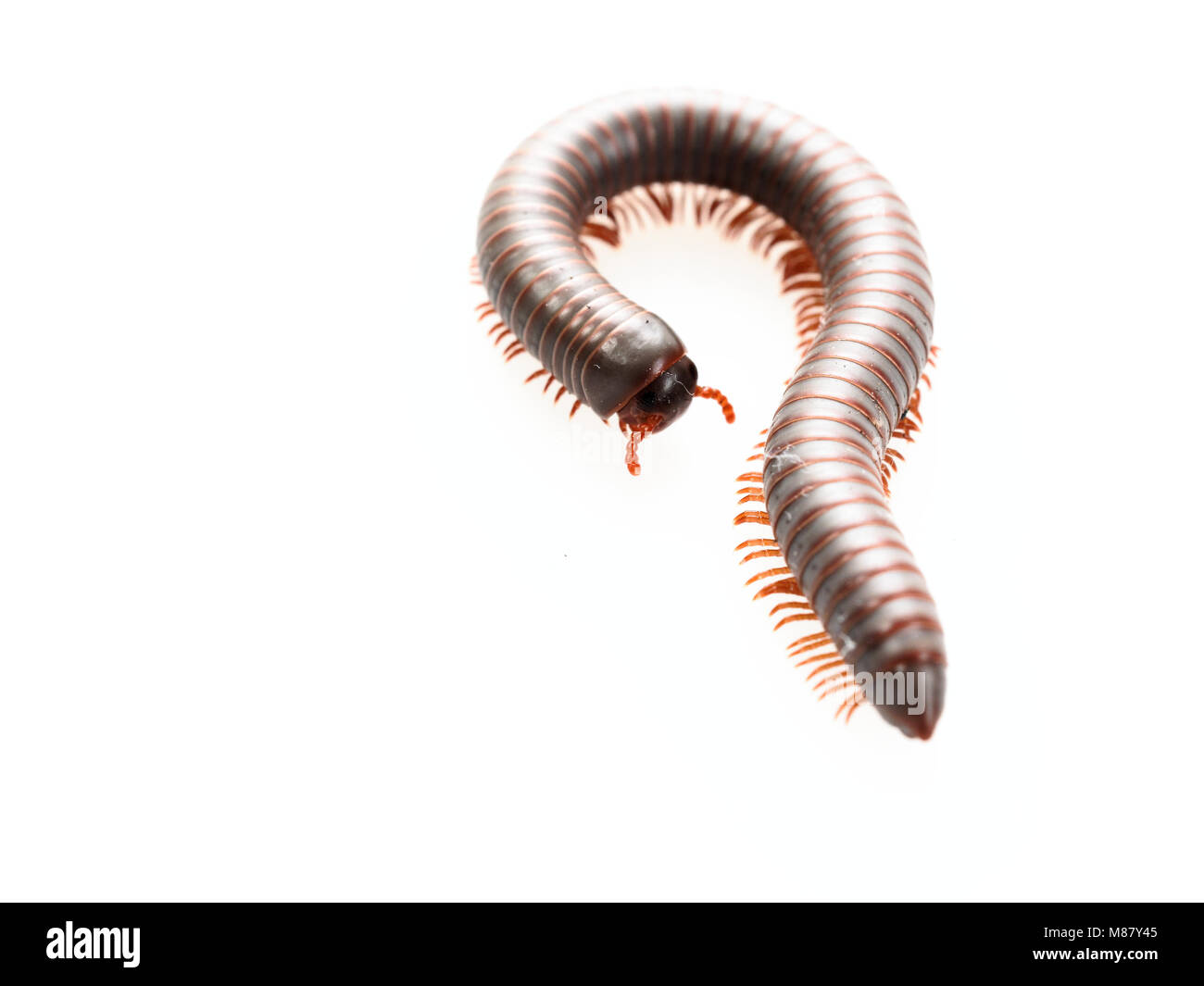 Tausendfüßer, Insekt mit langen Körper und viele Beine sehen aus wie Tausendfüßler, Wurm, oder mit dem Zug, die sehr langsam bewegen und die Spule in Spiralform auf weißem Hintergrund Stockfoto