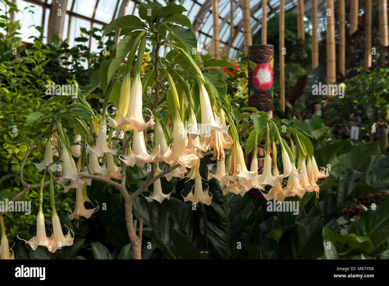 AngelsTrumpet ist einer der vielen tropischen Pflanzen können in der viktorianischen Ära Lincoln Park Conservatory gesehen werden. Stockfoto