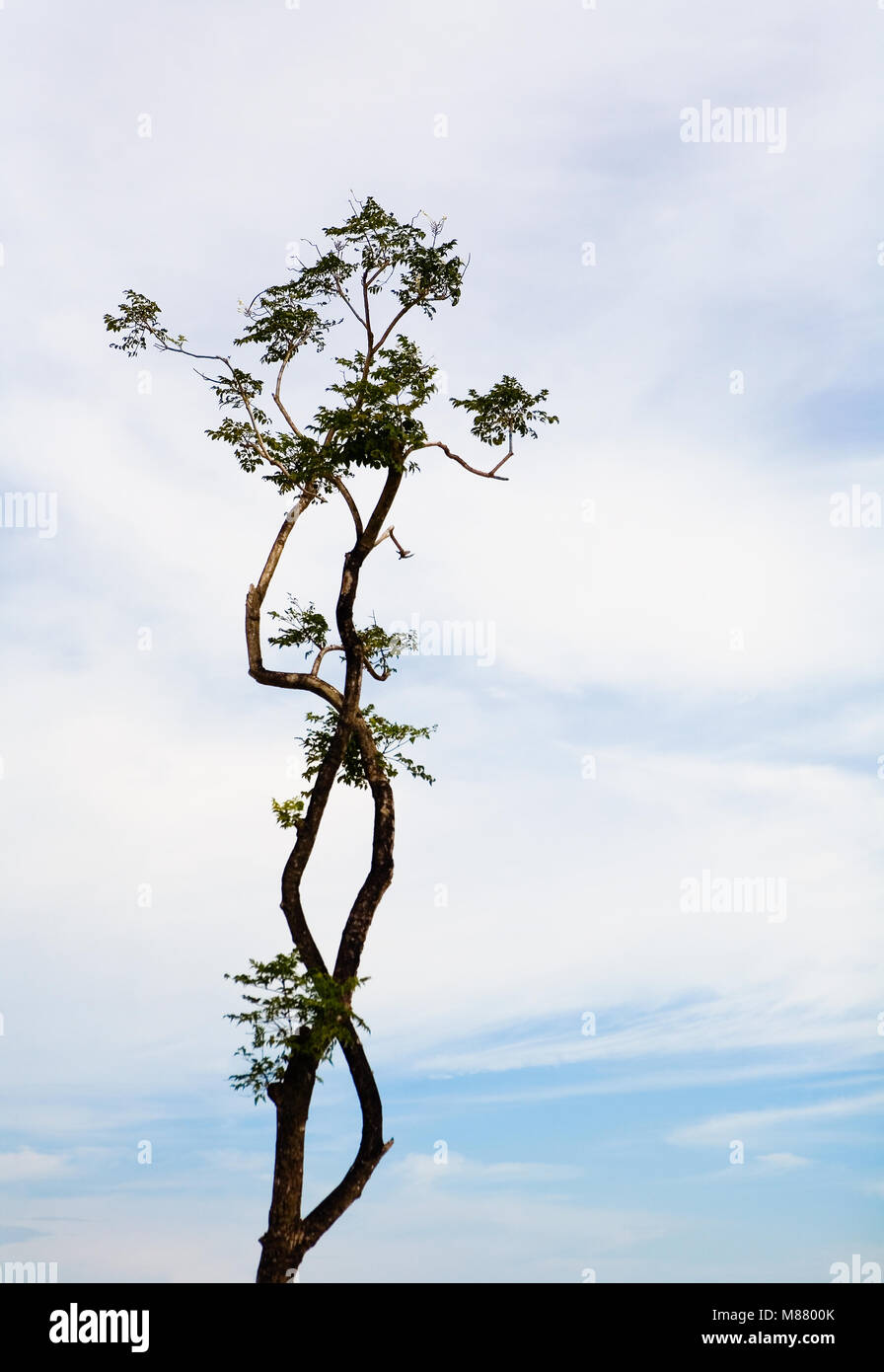 Ein Baum mit bizarren Biegungen und der Himmel im Hintergrund. Thailand. Stockfoto