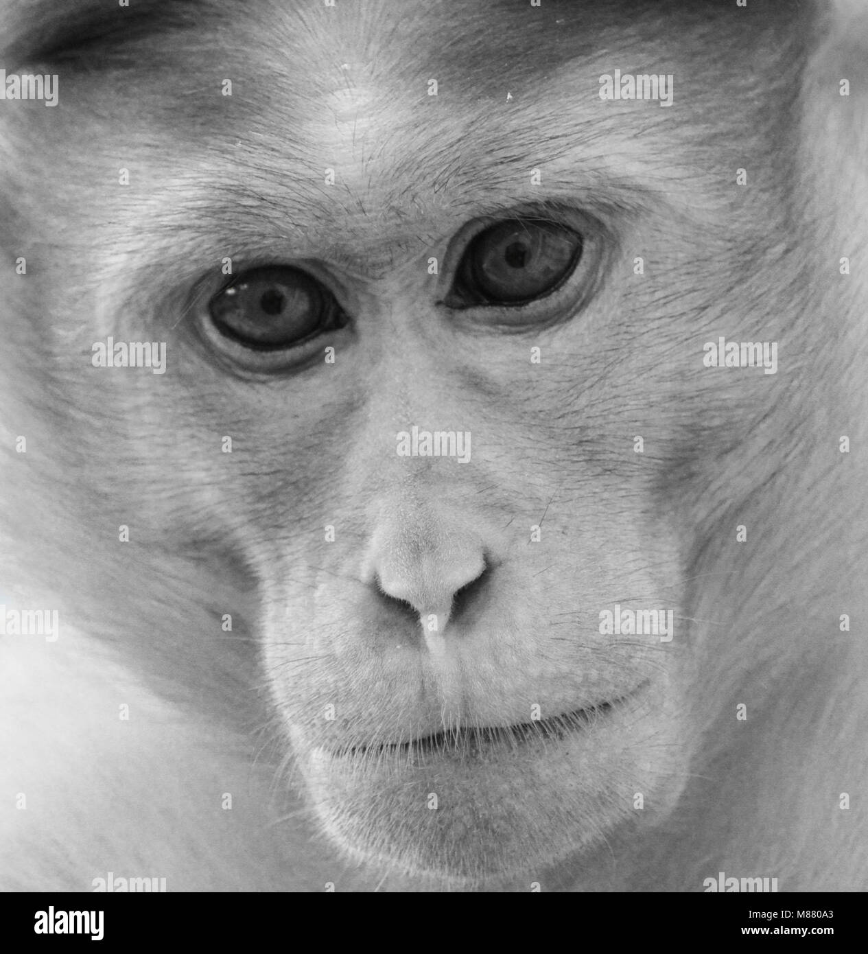 Monochrome Seite Portrait von Bonnet macaque Affen. Stockfoto