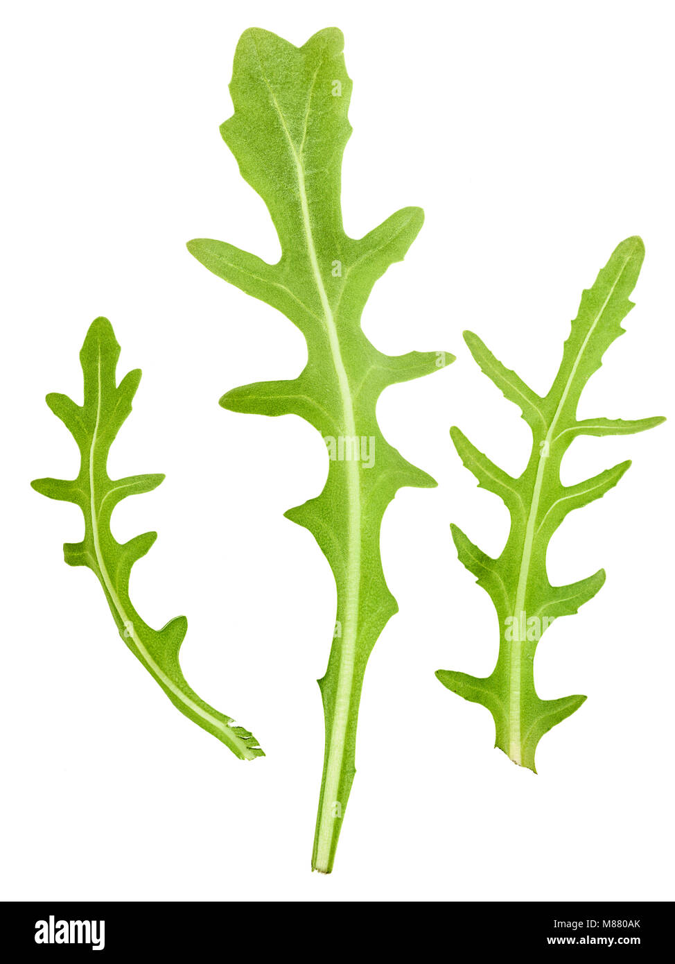 Frische grüne Rakete (Rucola) Pflanze Blätter isoliert auf weißem Stockfoto