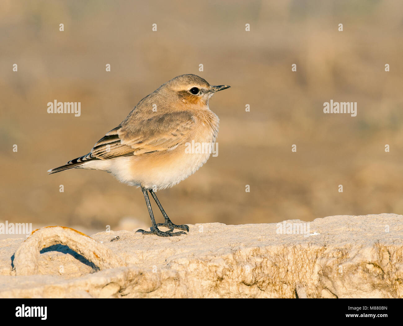 Gemeinsamen Reed Bunting Stockfoto