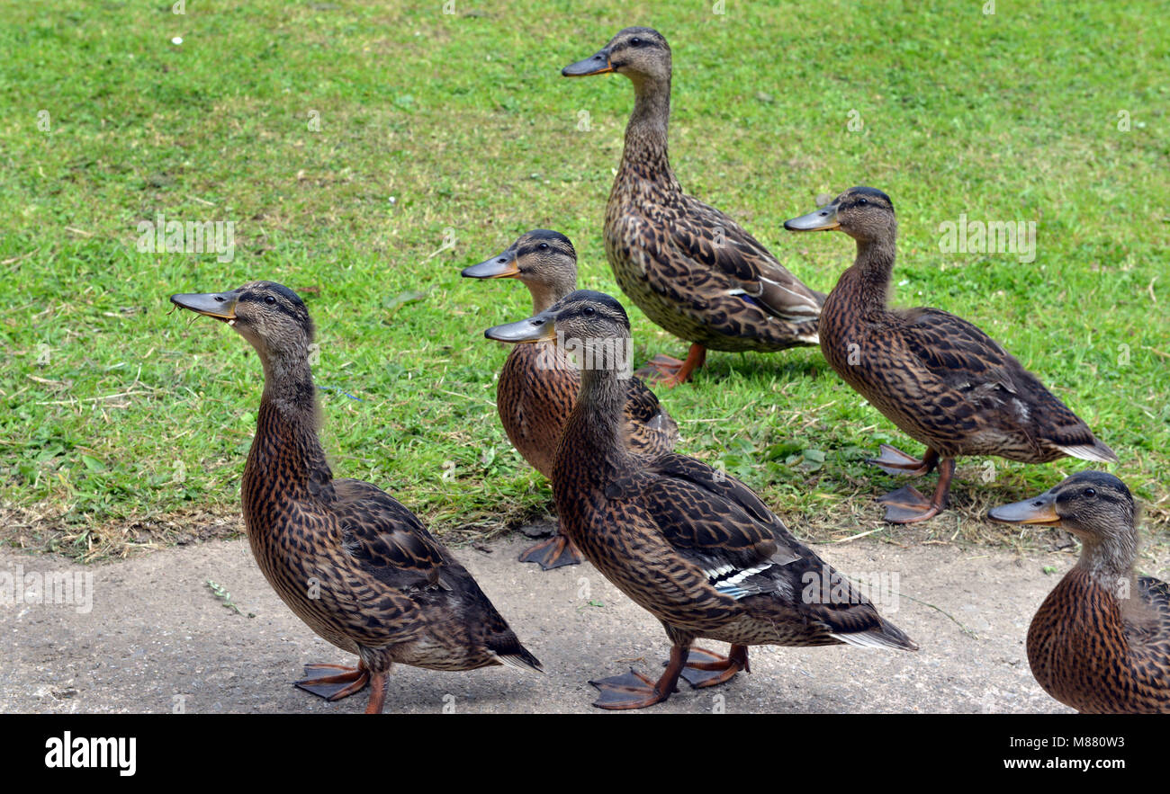 Gruppe der Stockente (Anas platyrhynchos) Enten sind die häufigste Ente in die Welt Stockfoto