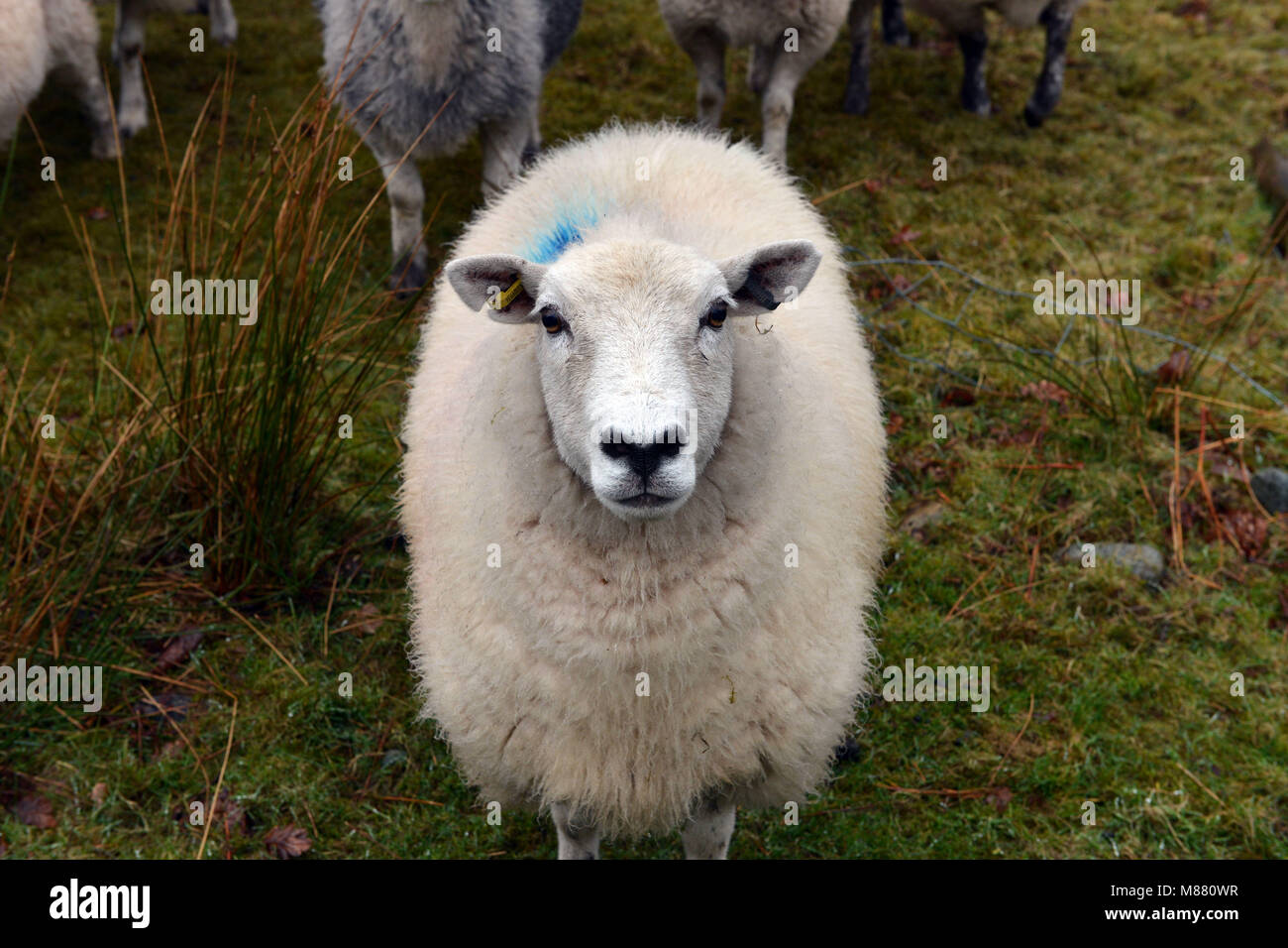 Ein Schaf im Lake District, Cumbria Stockfoto