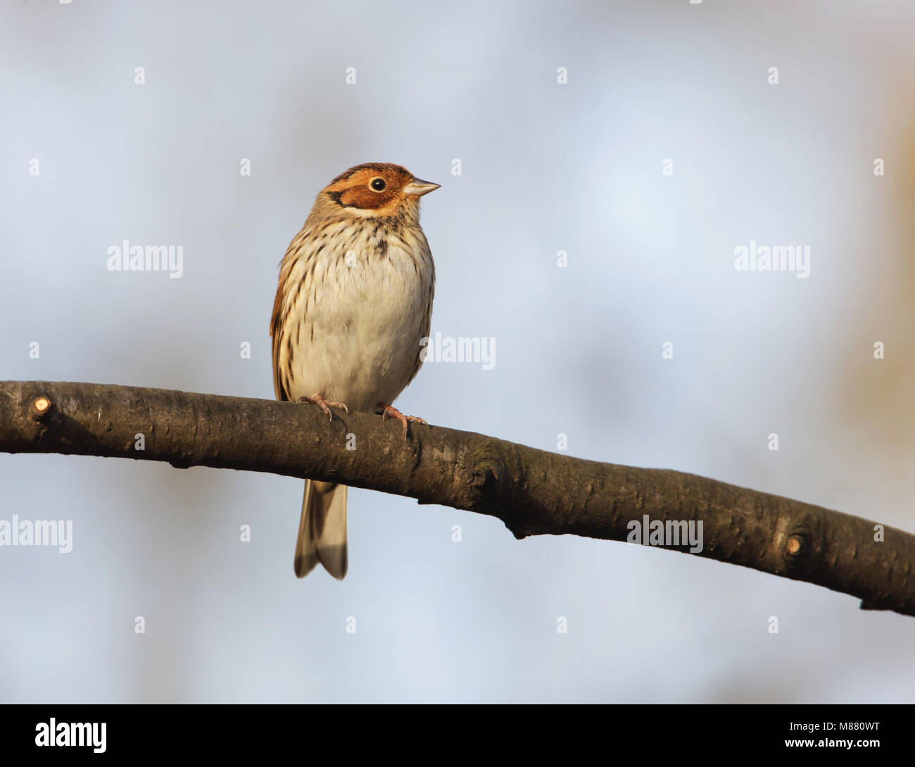 Dwerggors, wenig Bunting, Emberiza pusilla Stockfoto