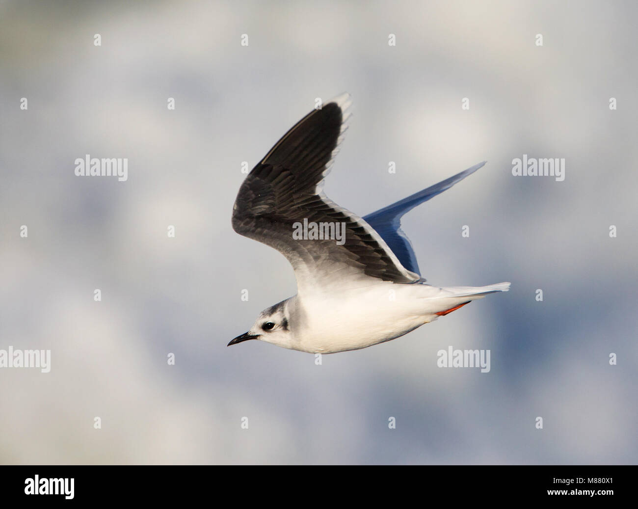 Kleine Möwe (Hydrocoloeus Minutus) im Flug Stockfoto