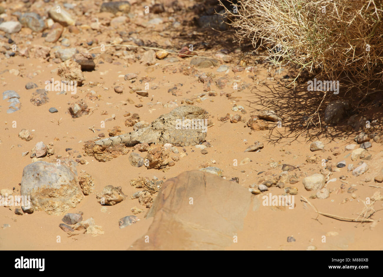 Egyptische Nachtzwaluw; Ägyptisch; Nightjar Caprimulgus aegyptius Stockfoto