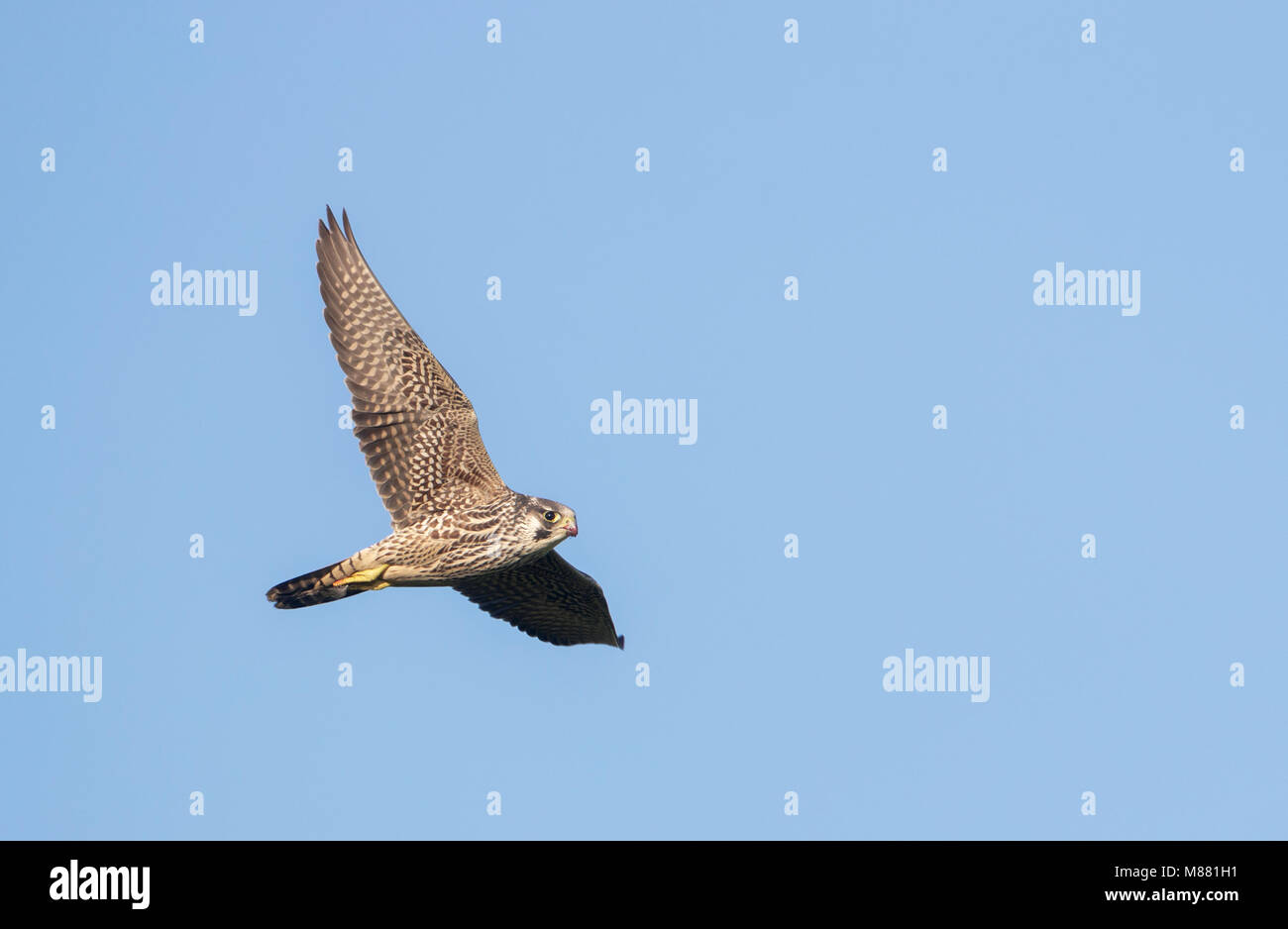 Slechtvalk, WANDERFALKE (FALCO PEREGRINUS) Stockfoto