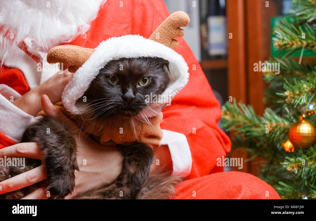 Bild der schwarzen Katze in den Rotwild am Santa's Arms Stockfoto