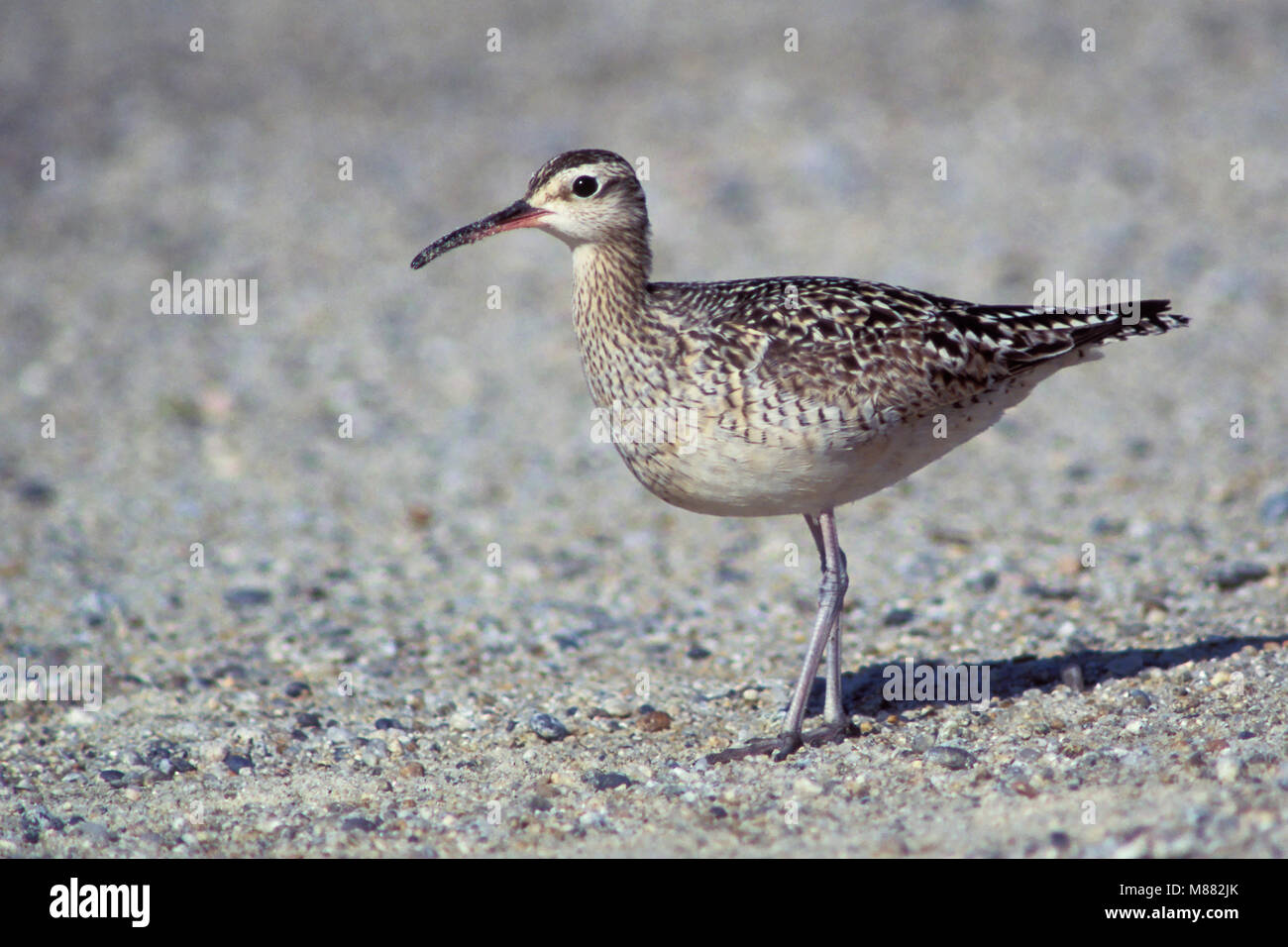 Nach Monterey Co., CA September 1994 Stockfoto