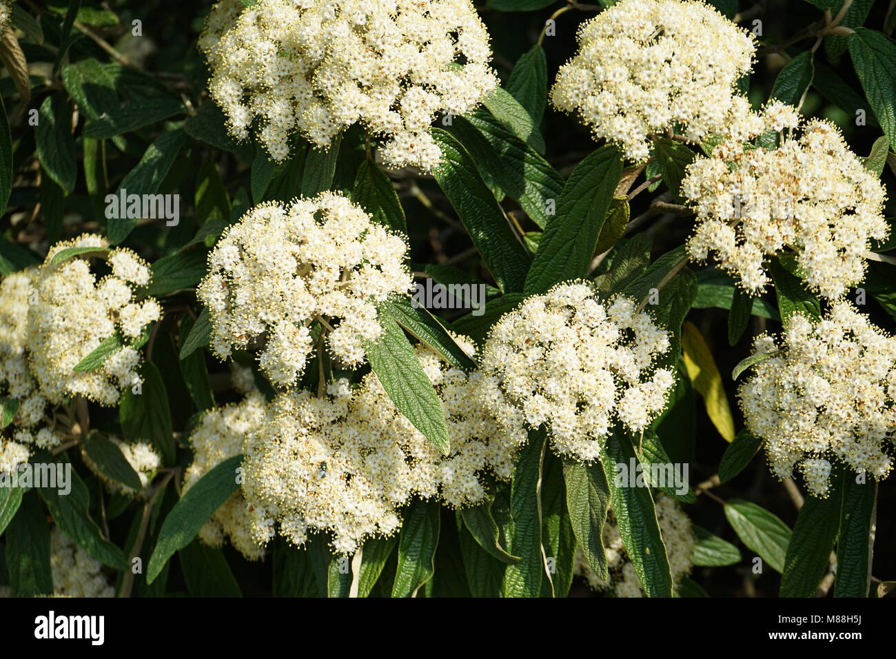 Blühende Lederfarn Viburnum, Viburnum rhytidophyllum Stockfoto