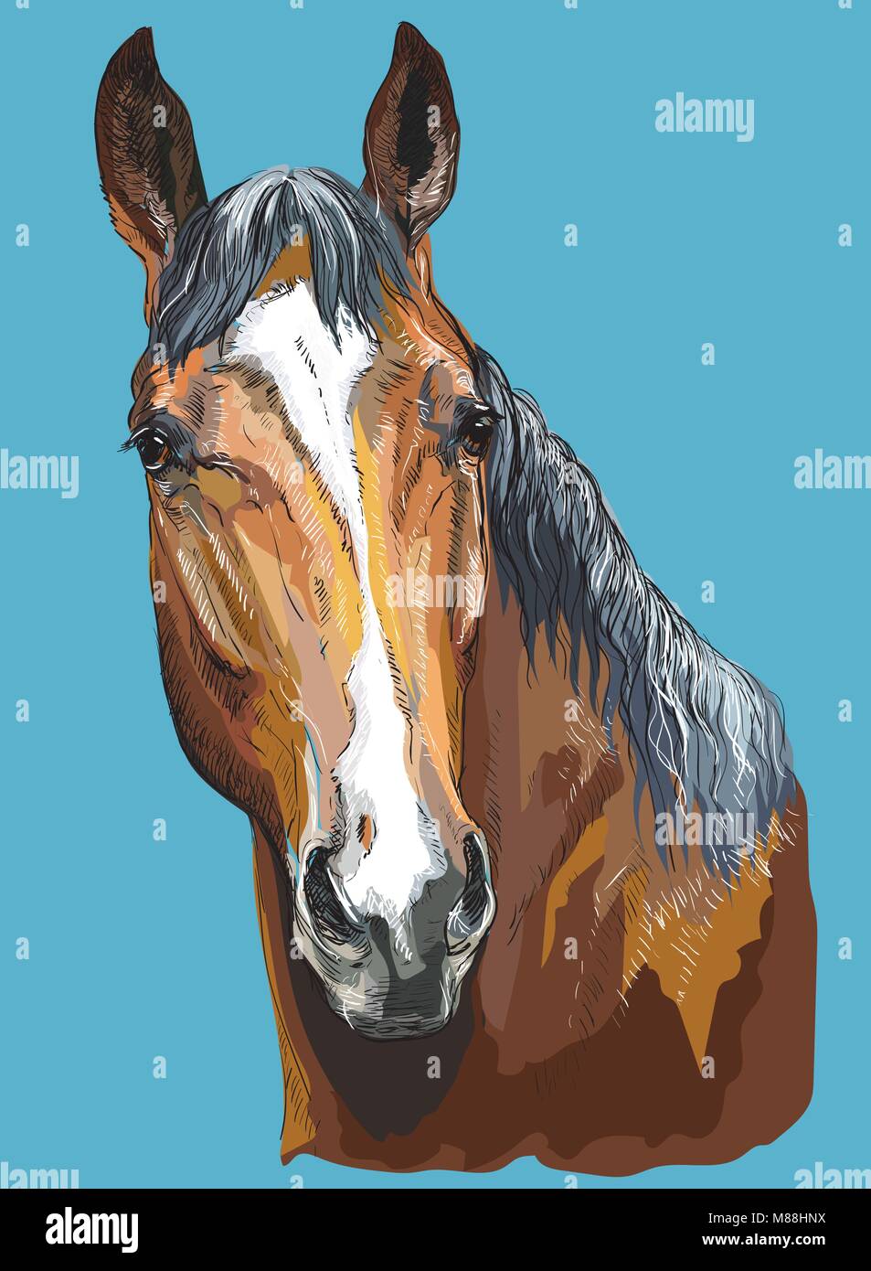 Bunte Porträt der Trakehner. Pferdekopf - isoliert Vektor hand Zeichnung Abbildung auf blauem Hintergrund Stock Vektor