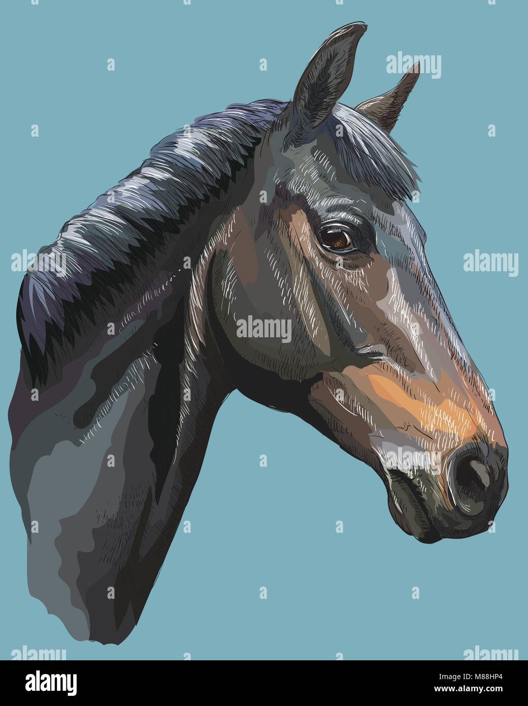 Farbige Portrait von schwarzen Trakehner Pferd. Pferdekopf im Profil isoliert Vektor hand Zeichnung Abbildung auf blauem Hintergrund Stock Vektor