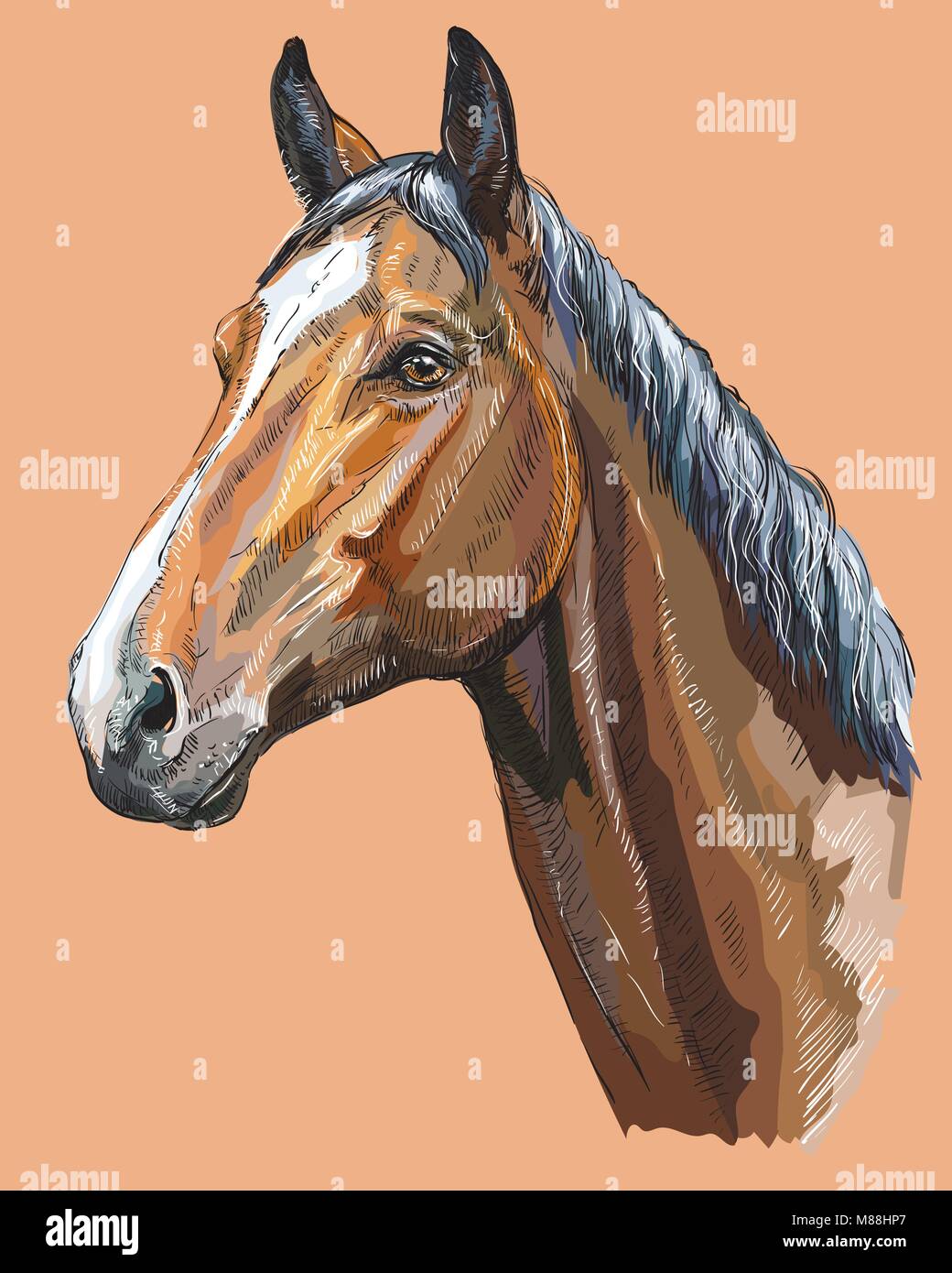 Bunte Porträt der Trakehner. Pferdekopf im Profil isoliert Vektor hand Zeichnung Abbildung auf beigen Hintergrund Stock Vektor