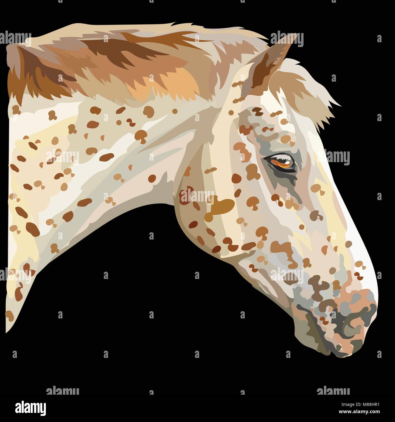 Farbige Portrait von Appaloosa Horse. Das Pferd gefleckt Kopf im Profil isoliert Vector Illustration auf schwarzem Hintergrund Stock Vektor