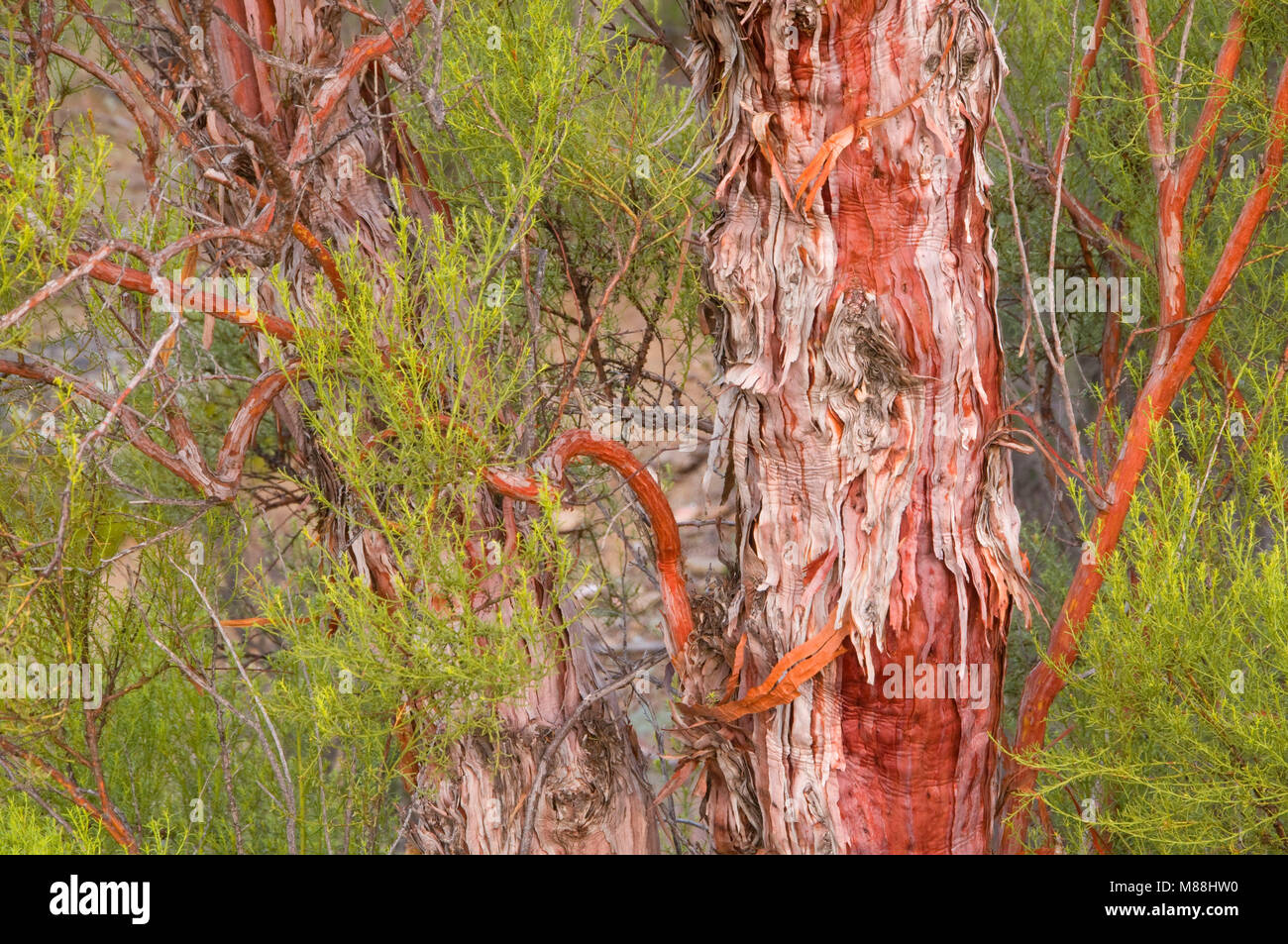 Tamariske (Tamarix ramosissima) oder Salz Zeder, Cleveland National Forest, Kalifornien Stockfoto