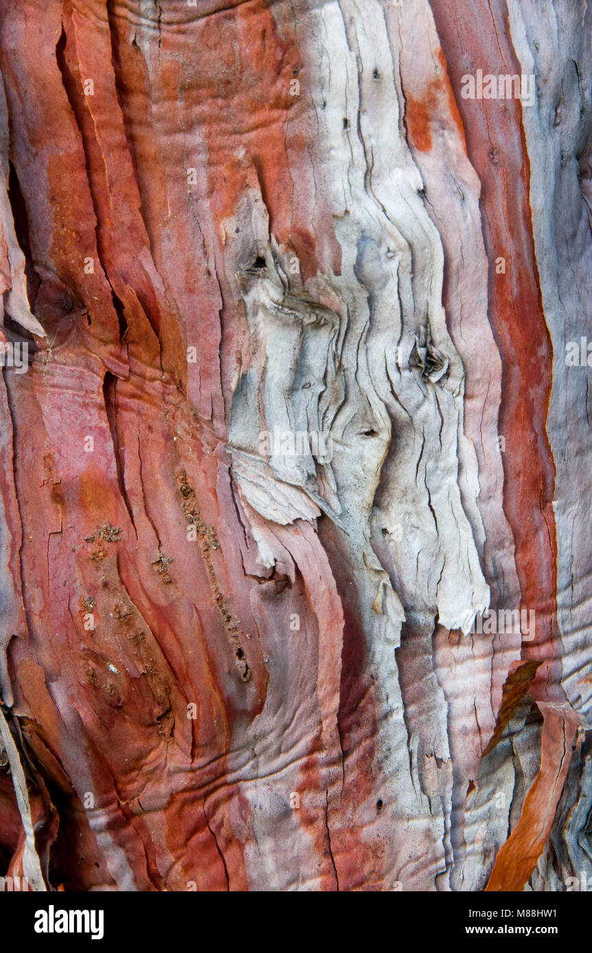 Tamariske (Tamarix ramosissima) oder Salz Zeder, Cleveland National Forest, Kalifornien Stockfoto