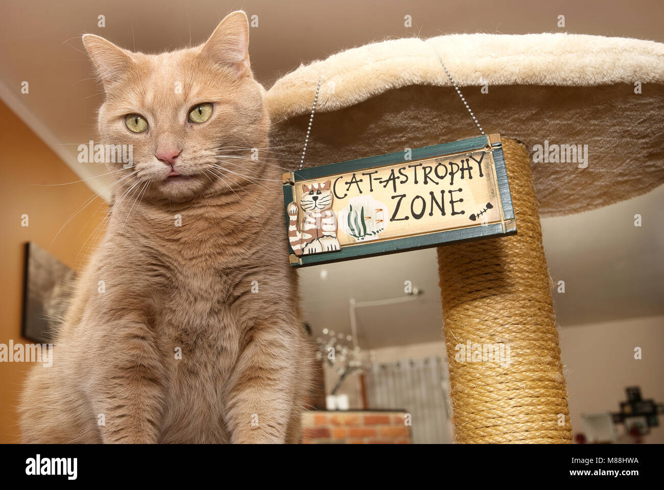 Montreal, Kanada, 15, März, 2018. Nahaufnahme einer Hauskatze ruht auf seine Katze-Haus. Credit: Mario Beauregard/Alamy leben Nachrichten Stockfoto