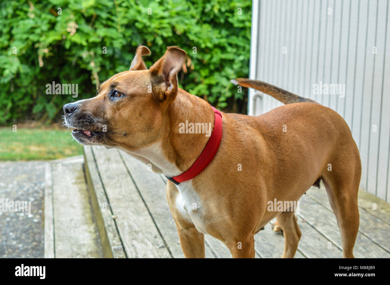 Hallo! Willkommen auf meiner Veranda Stockfoto