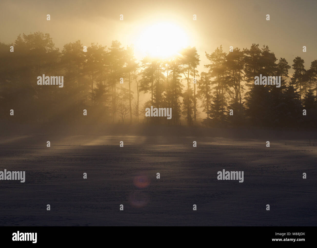 Sun spähen durch misty Bäume Stockfoto