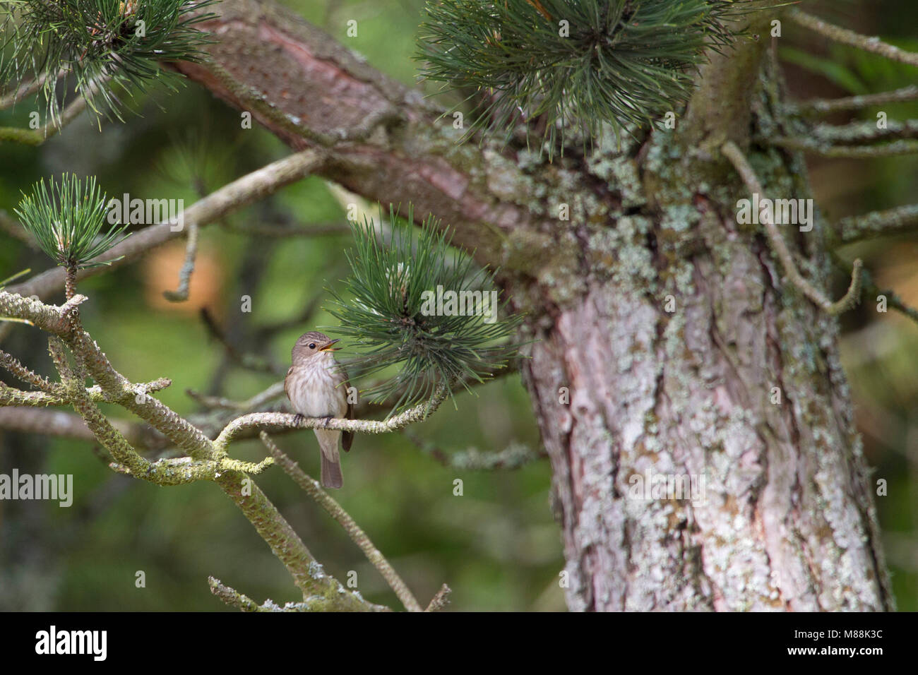 Beschmutzt, Muscicapa striata, einzelne Erwachsene singen im Baum. Sommer Migranten. Juni genommen, Aviemore, Highlands, Schottland, Großbritannien Stockfoto