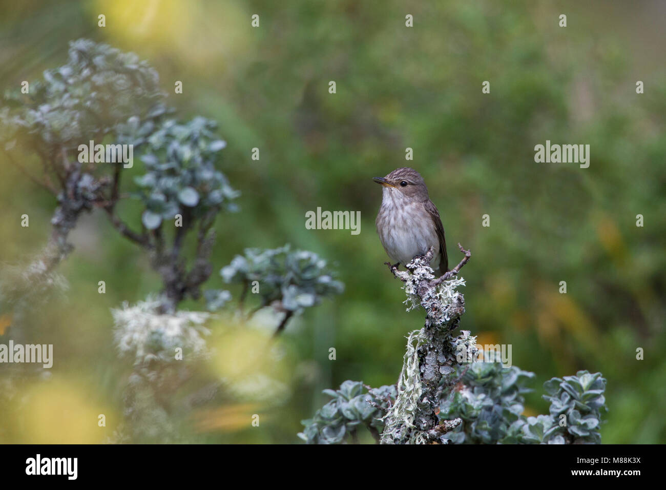 Fliegenfänger, Muscicapa striata, einzelne Erwachsene singen von Flechten bedeckt Zweig beschmutzt. Sommer Migranten. Juni genommen, Aviemore, Highlands, Schottland, Stockfoto