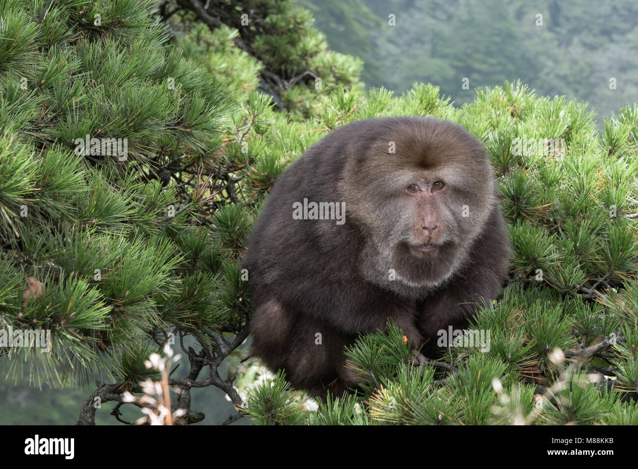 Porträt von einem Baumstumpf-tailed macaque sitzt auf der Spitze einer Pinie, Huangshan Huangshan Nationalpark, Anhui, China Stockfoto