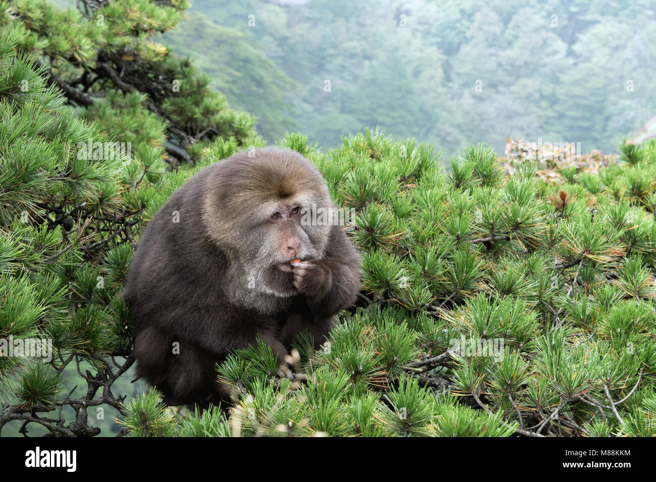 Dominante Männchen Stumpf-tailed macaque sitzt auf der Spitze einer Pinie, Huangshan Huangshan Nationalpark, Anhui, China Stockfoto