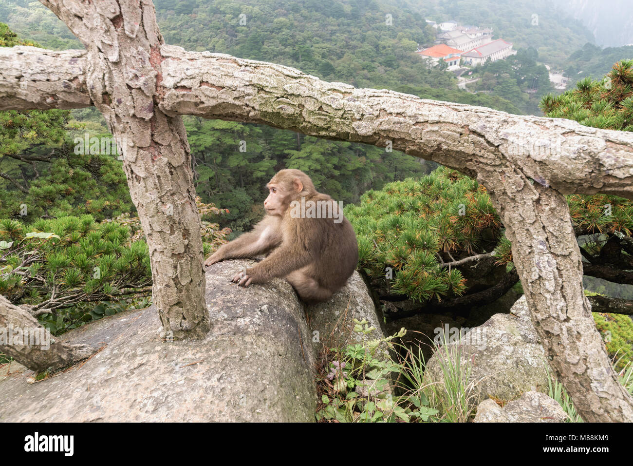 Stumpf-tailed macaque entlang Weg mit Beihai Hotel im Tal, Huangshan Nationalpark, Anhui, China Stockfoto